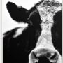 The Stupell Home Decor Collection Cow Black and White Close up Wall Plaque Art, Multi-Color